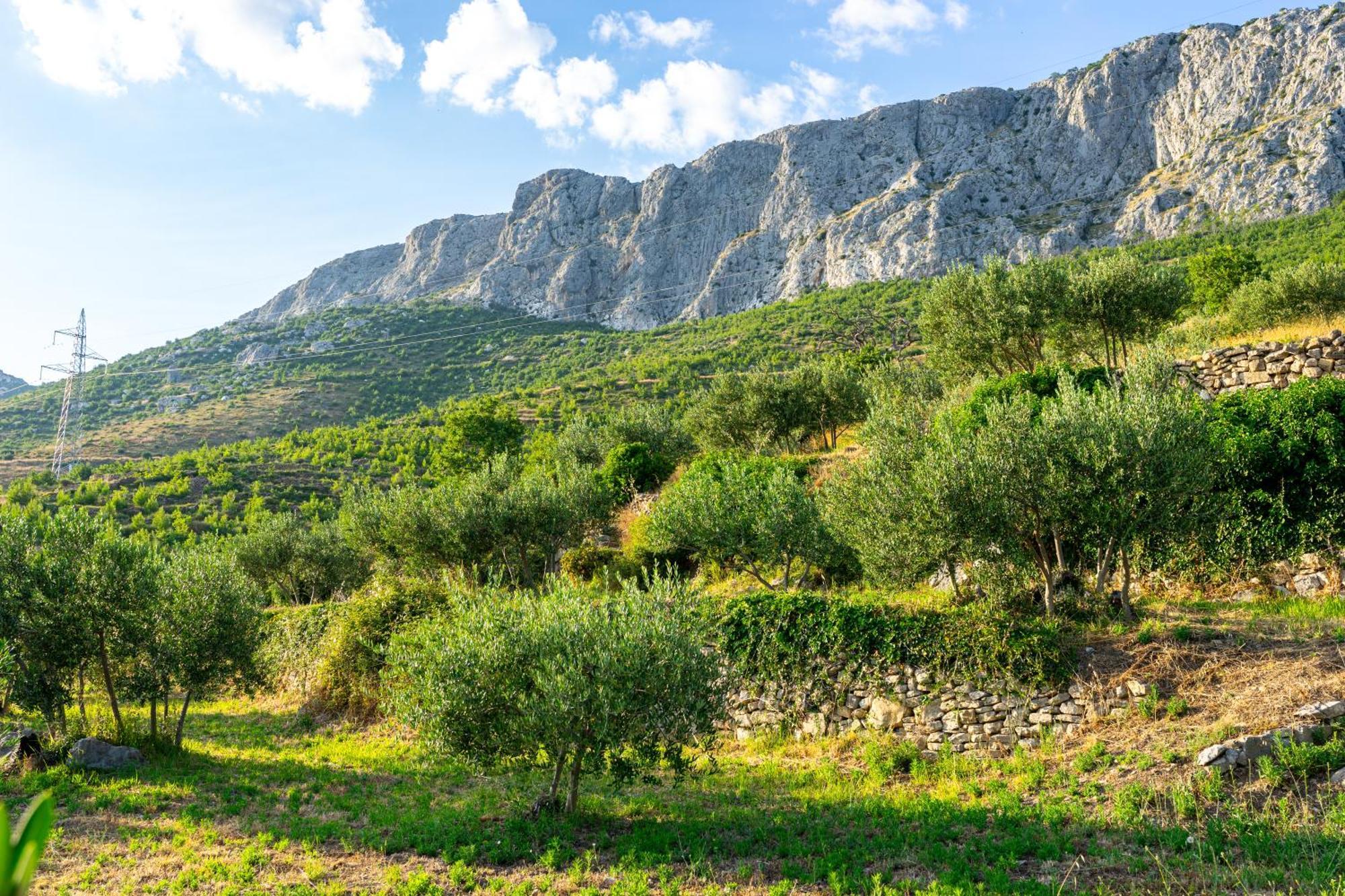 Olive Garden House In With A View & Bbq Hébergement de vacances Žrnovnica